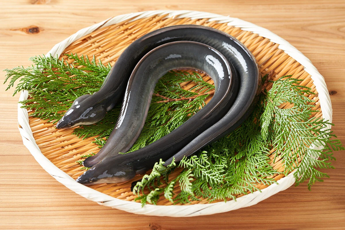 お手頃な価格でうなぎが食べられるチェーン店が急増中！