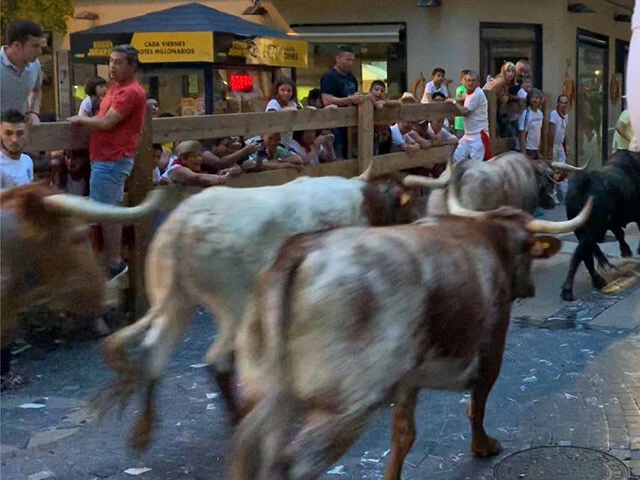 ミニ牛追いまつり