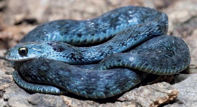 ヤマカガシ（写真提供／ジャパン・スネークセンター）