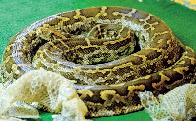 インドニシキヘビ