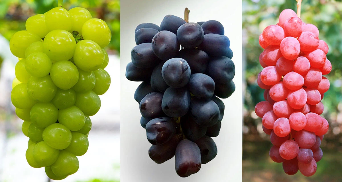 （左から）マスカ・サーティーン、富士の輝、ヌーベルローズ。ネクストブレイク間違いなしの新種ブドウが続々誕生中！