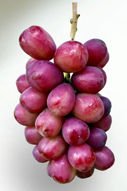 【我が道】名前の由来は開発した研究所の代表の母親の名前「道子」さんから。甘い味わいと香りのバランスがいい、品の良さが特徴の品種