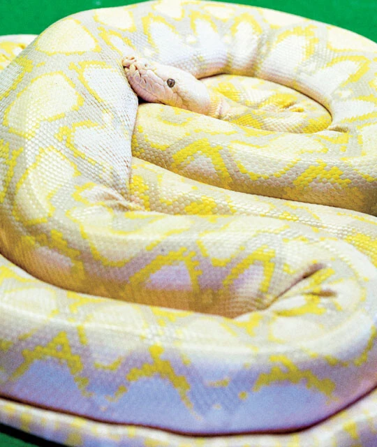 アミメニシキヘビ