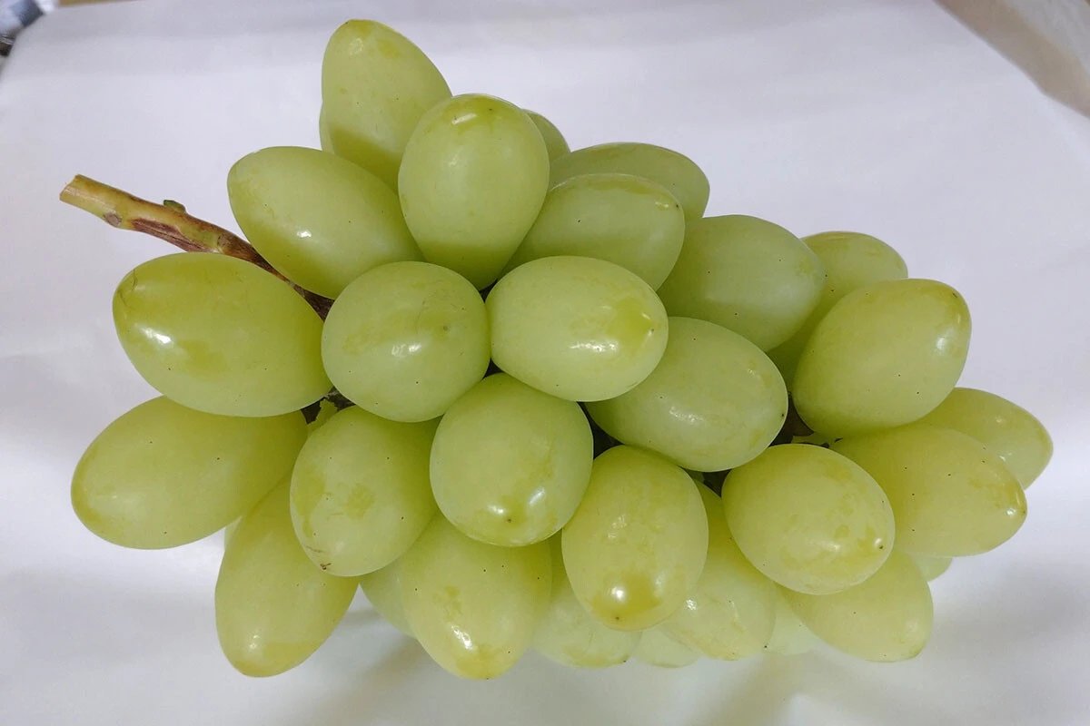 【ジュエルマスカット】シャインマスカットより粒が大きい。実はパリッとした食感が特徴。パイナップルのような甘みや風味と評価する人も