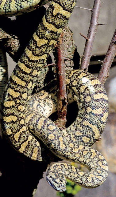 カーペットパイソン