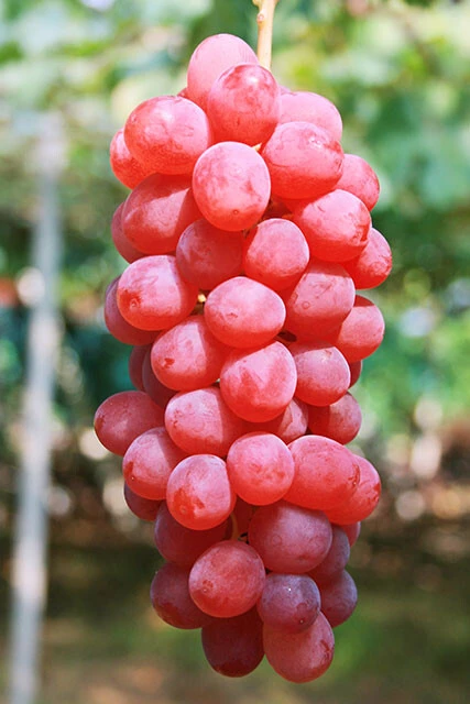 【ヌーベルローズ】ひと粒7～9gでシャインマスカットやほかのポスト・シャインと比べると小さいが、糖度は20～22度で粒は柔らかさがあり滑らか。レッド系の品種の中で香りはトップクラス