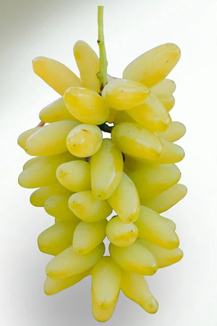 【小指の想い】細長い実が特徴。スッキリとした甘さで、男性よりも女性から支持される。ひと房の重量はシャインマスカットと同じ500g前後