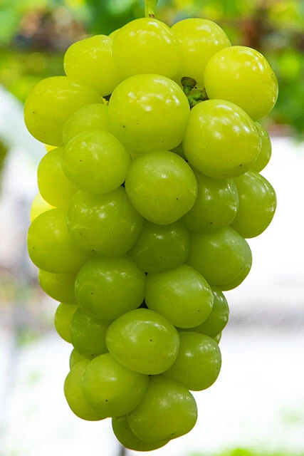 【マスカ・サーティーン】糖度18~20度。シャインマスカットより薄い皮を噛み締めると、うまみとコクをいっそう感じることができる。今年あたりからスーパーの店頭に高級ブドウとして並ぶ可能性もある大注目の新品種!