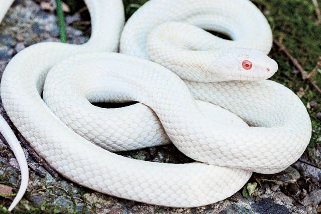 ヘビ年のいま学びたい"奥深きヘビの世界"。冬眠は命がけ、実は臆病で愛くるしい！