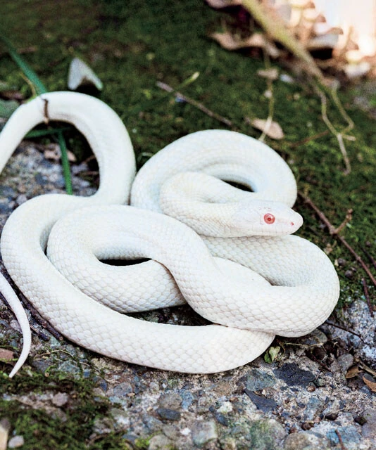 アオダイショウ