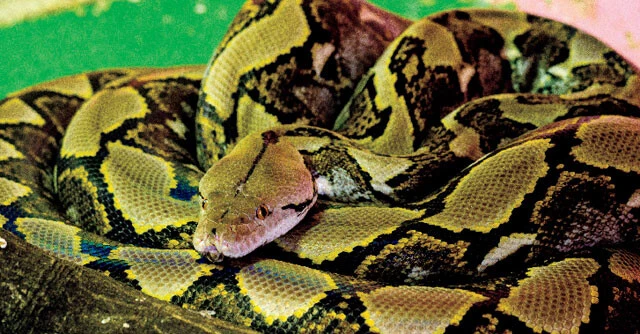 アミメニシキヘビ