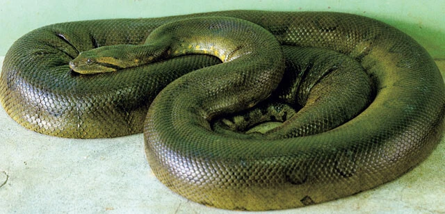 オオアナコンダ