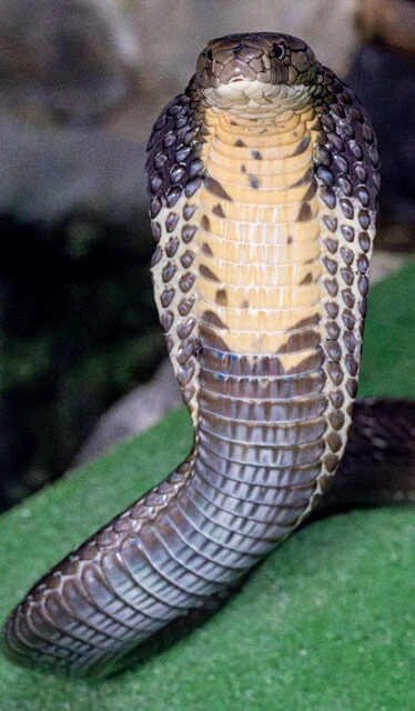 キングコブラ(写真提供/ジャパン・スネークセンター)