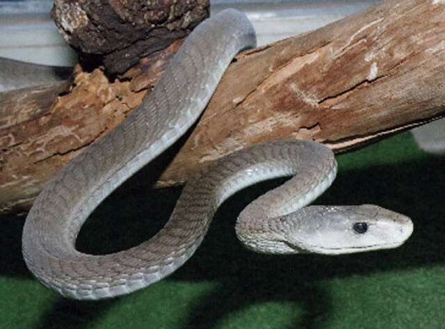 ブラックマンバ(写真提供/ジャパン・スネークセンター)