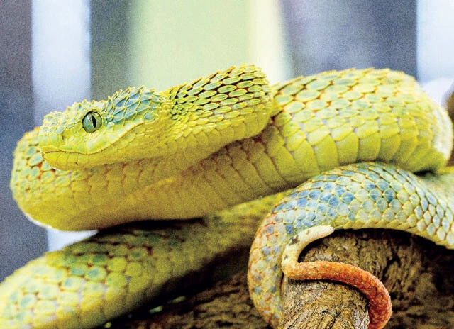 ラフツリーブッシュバイパー