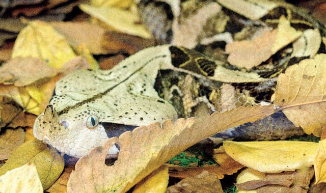 セイブガボンアダー