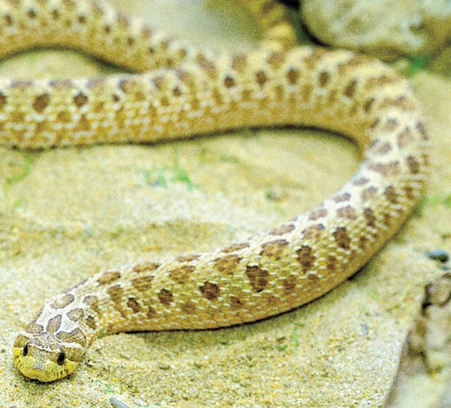 セイブシシバナヘビ