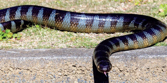 エラブウミヘビ