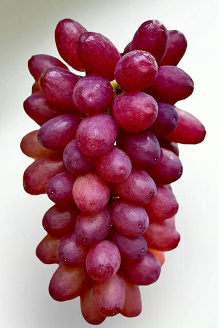 【クイーンセブン】糖度25度以上の世界一甘いと評判のブドウ。皮も世界一薄いので、皮を感じることなく味わえる。食べやすいので500gあるひと房を一気に食べてしまう人も多いとか