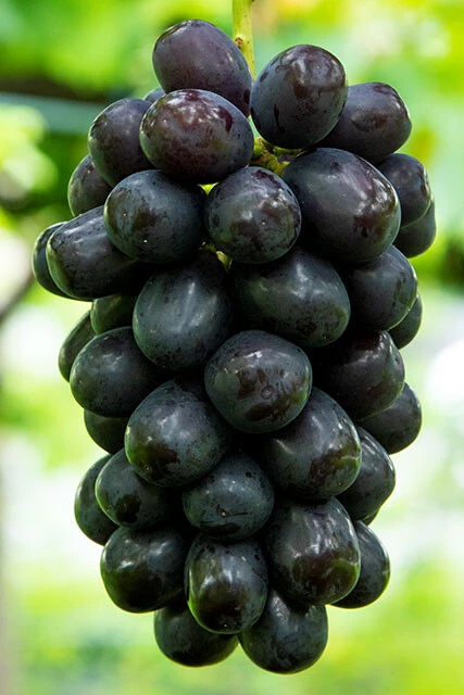 【マスカット・ノワール】ブラック系の品種とシャインマスカットをかけ合わせたもので、マスカットのような風味がある。糖度は18~21度と高め