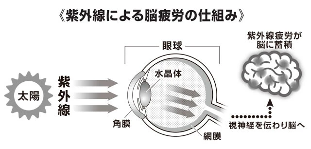 目を通して脳に入る強い紫外線が刺激となり、自律神経などが乱れ、強い疲労感や熱中症リスクの上昇につながるという