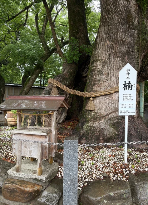 大麻比古神社の境内にある御神木のクスノキ。推定樹齢は1000年で、樹高は約22mの巨木。天然記念物に指定されている