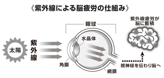 目を通して脳に入る強い紫外線が刺激となり、自律神経などが乱れ、強い疲労感や熱中症リスクの上昇につながるという