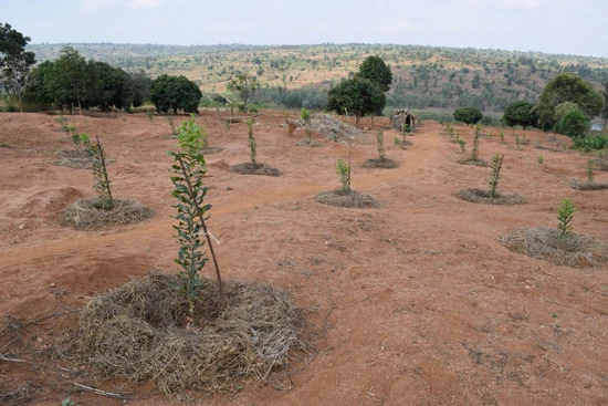 「ルワンダナッツカンパニー」が植えたナッツの苗木。水を貯めるために1m四方の穴が掘られている