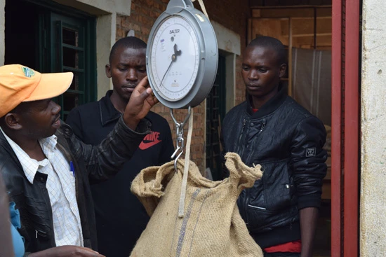 ルワンダナッツカンパニーのナッツ栽培はスタートしたばかり。現在は、主に小規模農家や個人からナッツを買い取っている