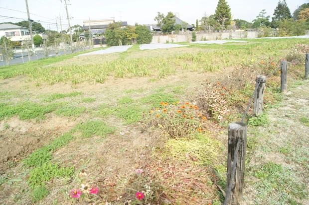  篠崎地区でかつては数十世帯が暮らしていた一画は一時的な公園として開放されている
