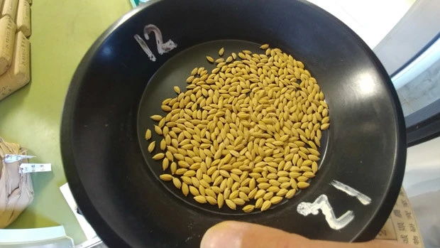 日本のコメなどの穀物を支えてきた種子法を国は廃止。今度は種苗法の原則を転換することでターゲットは野菜にも広がった