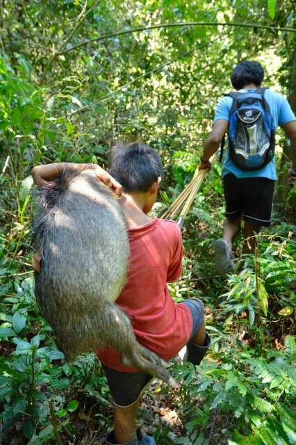 仕留めたイノシシを子供が当たり前のように運ぶ。父親は次の獲物をいつでも弓矢で狩れる(撮影:山口大志)