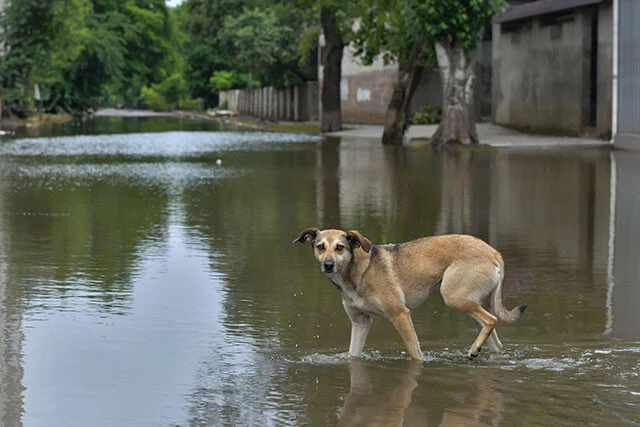 浸水が引いてきた地域で道路を横切る犬。ダム決壊に伴うヘルソンの洪水では多くのペットや野良犬、野良猫も被災した