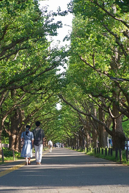 明治神宮外苑のイチョウ並木。日本イコモス(国際記念物遺跡会議)は、神宮外苑の再開発の中止を求めている