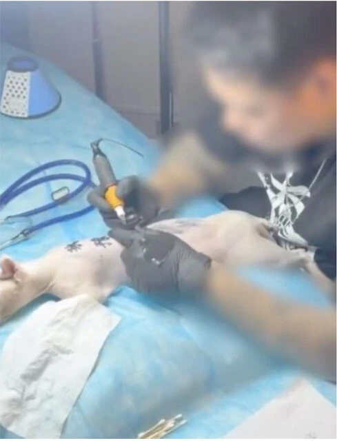 猫にタトゥーを施す男