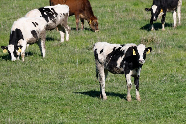 アメリカでは、鳥インフルエンザが哺乳類の乳牛に異例の感染をしている。ヒトに感染するよう変異しかねないのに、研究者は情報発信や取材対応が禁止されている