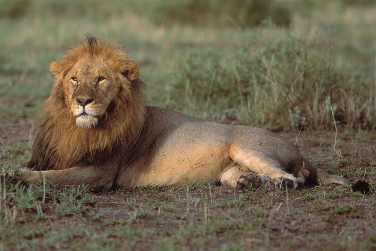 世界はジャングルの掟でまわっていく。帝王はライオン・トランプ。高市幕府は女豹・高市将軍で生き残るしかない(写真:時事通信フォト)