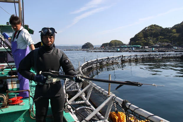 ダイバーが空気銃で電気銛を撃ち込む。命中した瞬間に電気を流し気絶させる