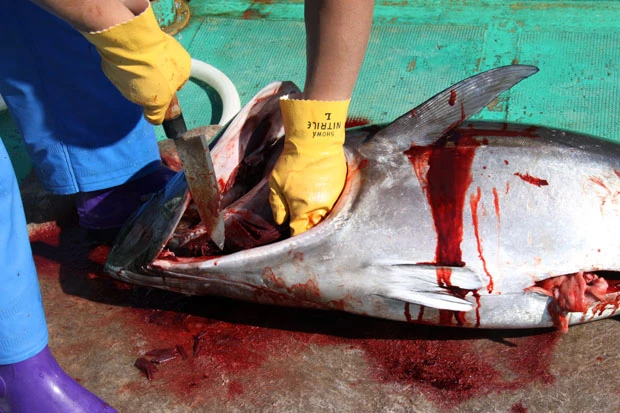 内臓を取り除き、血液(DNAサンプル)採取などが手早く行なわれる