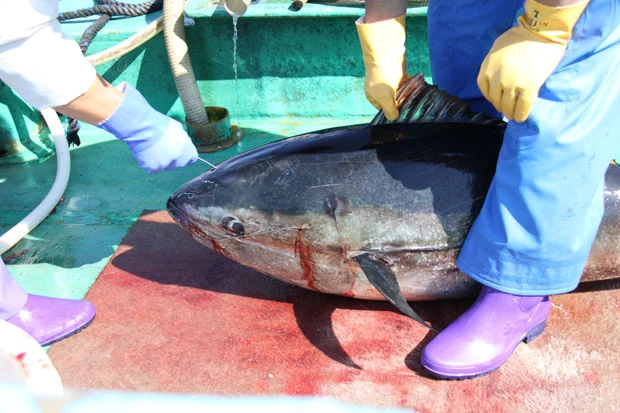 まず頭部から金属棒を入れ神経をつぶす。死後硬直を遅らせ鮮度を保つのが目的