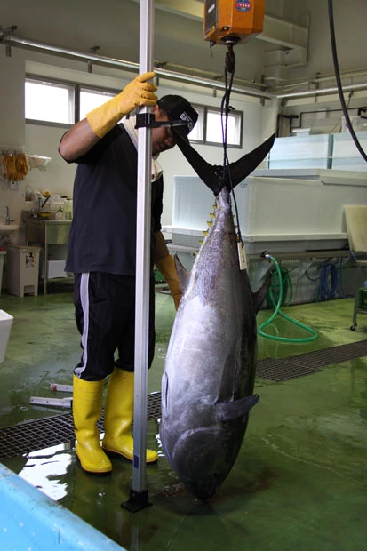 冷蔵室で身長、体重などが計測され水温0℃で保存。翌朝には出荷される