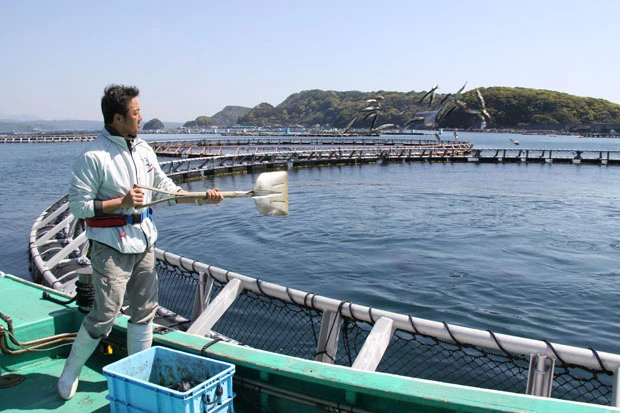 和歌山の大島実験場には直径30mのイケスに完全養殖マグロが。3、4年で体重も40~70㎏くらいになったら卒業の日を迎える
