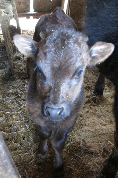 「福金」の遺伝子を継ぐ、貴重な子牛