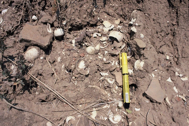 盛り土の断面には、タニシに似た食用巻き貝の殻、土器片、石器などが大量に露出していた。その量は土全体の１０％にも達していた