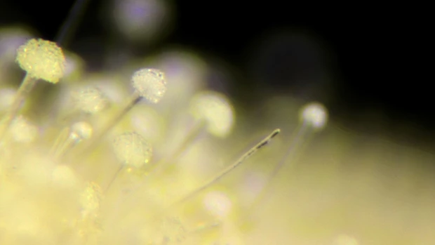 日本人が千年かけて生み出した麹菌、オリゼ (c)プロダクション・エイシア/NHK