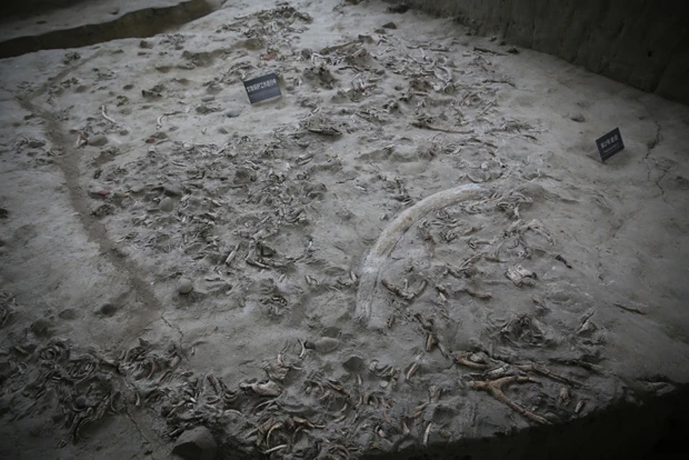 金沙遺跡からはゾウの牙や骨が大量に出土している。当時は今より気温が高かったといい、生息していたゾウを古代人が食べていたのだと思われる