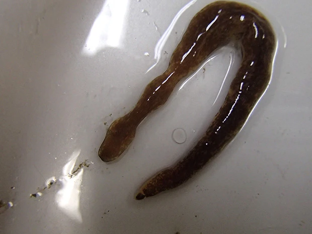 宮崎県野島で発見されたマダラヒモムシ。実は日本にも、あまりサイズの大きくないヒモムシは多くの種類が生息している。(公益財団法人水産無脊髄動物研究所提供)