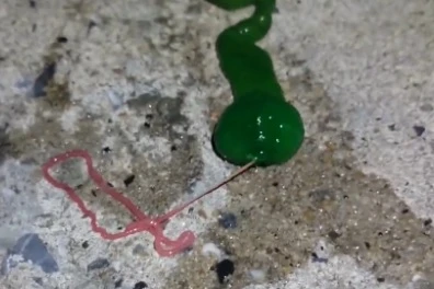 台湾で海釣りをしていた男性が発見した、推定1mのミドリヒモムシ。毒々しい緑色の体から、ピンク色の「吻」を伸ばす