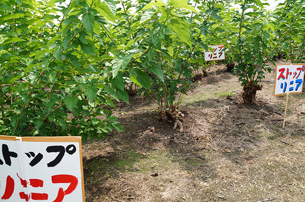 立ち木トラストに並んだオーナーの札。反対の看板