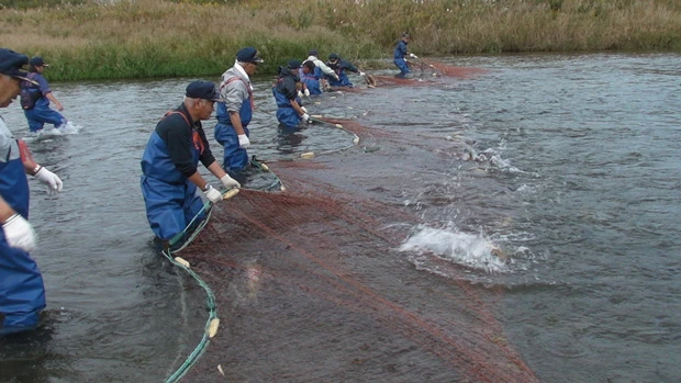 木戸川のサケ試験採取の模様
